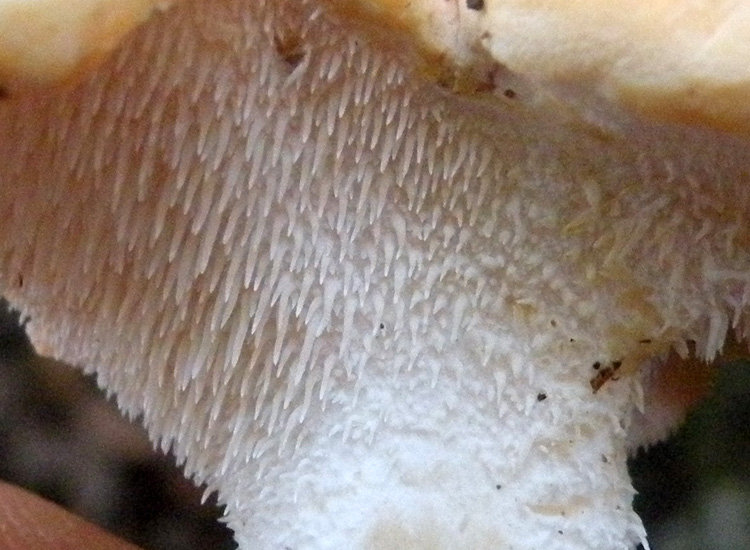 Hydnum repandum e....